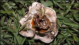 Ganoderma sessile image