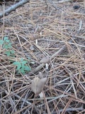 Helvella elastica image