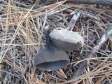 Helvella macropus image