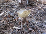 Helvella macropus image