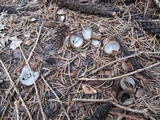 Humaria hemisphaerica image
