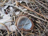 Humaria hemisphaerica image