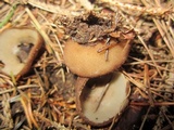 Humaria hemisphaerica image