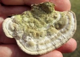 Trametes gibbosa image