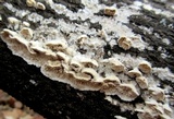 Trametopsis cervina image