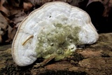 Trametes gibbosa image