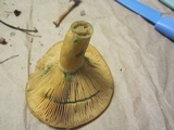 Lactarius chelidonium image