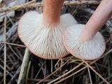 Lactarius rufus image