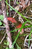 Mutinus elegans image