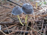 Mycena griseoviridis image