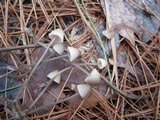 Mycena leptocephala image