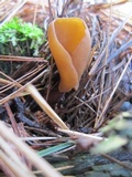 Otidea auricula image