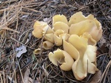 Otidea leporina image