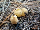 Otidea leporina image