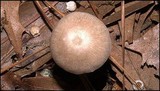 Pluteus longistriatus image