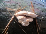 Postia fragilis image