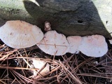Postia fragilis image