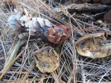 Rhizina undulata image