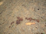 Rhizina undulata image