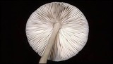 Pluteus longistriatus image