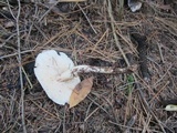 Rhodocollybia maculata image