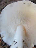 Rhodocollybia maculata image