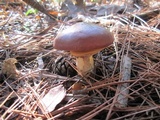 Suillus luteus image