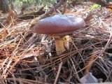 Suillus luteus image