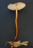 Marasmius atrocastaneus image