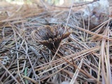 Thelephora multipartita image