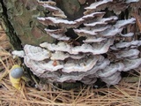 Trichaptum abietinum image