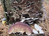 Trichaptum abietinum image