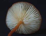 Marasmius atrocastaneus image