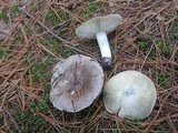 Tricholoma portentosum image