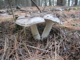 Tricholoma portentosum image