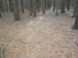 Tricholoma portentosum image