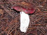 Russula xerampelina image