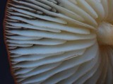 Marasmius atrocastaneus image