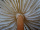 Marasmius atrocastaneus image