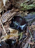 Pseudoplectania vogesiaca image