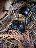 Pseudoplectania vogesiaca image