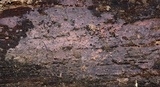 Tulasnella violea image