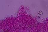 Tulasnella violea image
