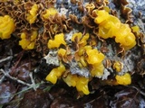 Naematelia aurantia image