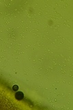 Phlebia radiata image