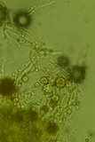 Phlebia radiata image