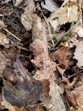 Phlebia radiata image