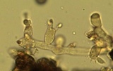 Botryobasidium rubiginosum image