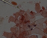 Botryobasidium rubiginosum image