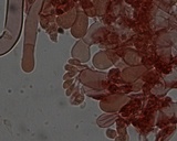 Botryobasidium rubiginosum image